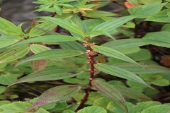 Pouzolzia bennettiana